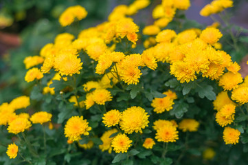 Yellow autumn chrysanthemum with green leaves