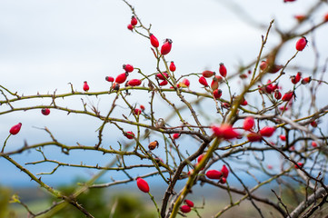 Rosehip bush with many tender red berries on blurred background