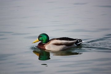 Obraz premium Stockenten am Lago Maggiore - Italien