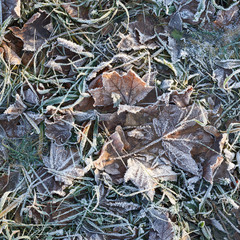 Frosted dry meadow grass