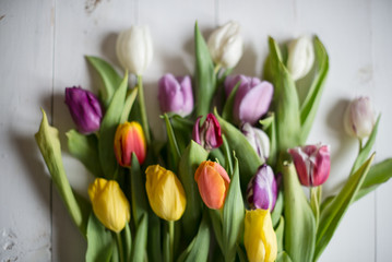 tulips