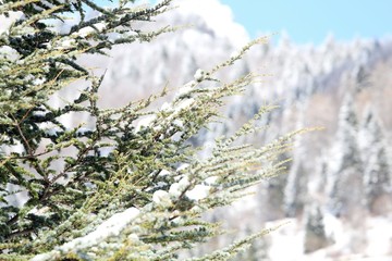 mountain landscape with snow and trees