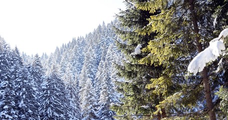mountain landscape with snow and trees in winter