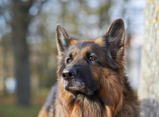 German shepherd dog