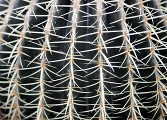 huge cactus called Golden Barrel Cactus