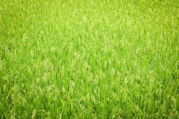 Fresh rice field background