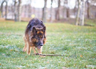German shepherd dog with the stick
