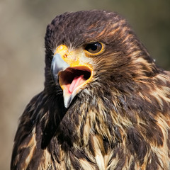 Wüstenbussard