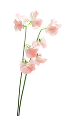 Obraz na płótnie Canvas Pink sweet pea isolated on white background