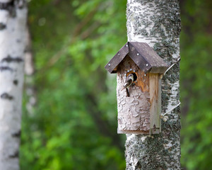 Birdhouse and tiny bird