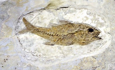 Mesozoic age fossil fish trapped in the rock