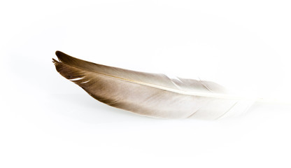 Fototapeta na wymiar feather on a white background