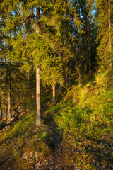 Obraz premium Finnish forest at sunset light
