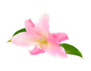 Fototapeta na wymiar Realistic Pink Lily Vector Illustration