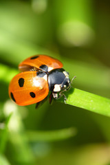 Marienkäfer...Ladybug