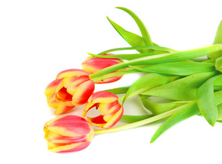 Fototapeta premium Beautiful pink with yellow tulips