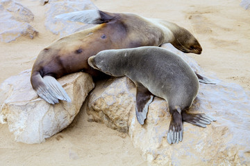 colonies Brown fur seal,Cape cros, Namibia