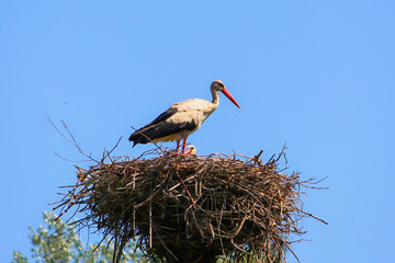 stork,bird