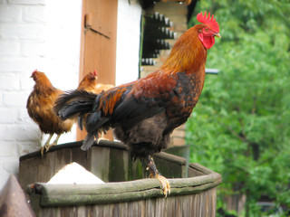 cock,bird