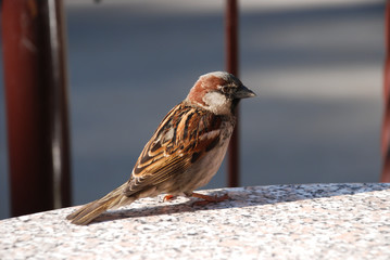 sparrow,bird