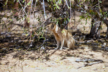 Yellow mongoose, Cynictis penicillata