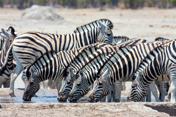 Fototapeta na wymiar herd Damara zebra, at waterhole,