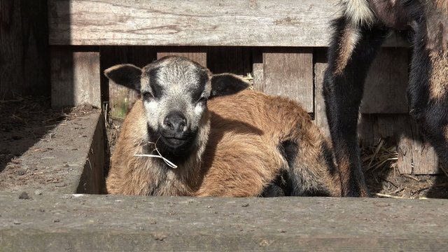 Lamm vom Kamerunschaf liegt vor dem Stall und kaut
