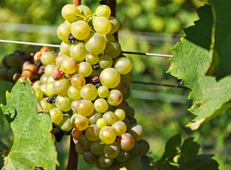White grapes