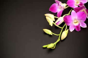 Obraz premium 蘭の花