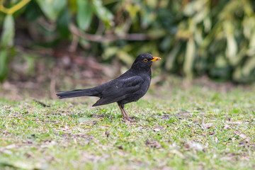 Male blackbird standing on grass