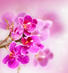 Fototapeta na wymiar beautiful pink orchid flower