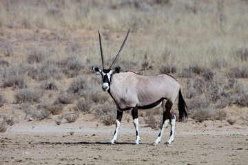 Gemsbok, Oryx gazelle in the Kalahari, South Africa