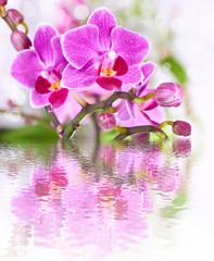 beautiful pink orchid flower background reflected in water