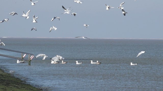 F&uuml;tterung der M&ouml;wen an der Nordsee