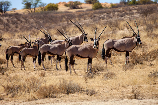 Gemsbok herd of antelope