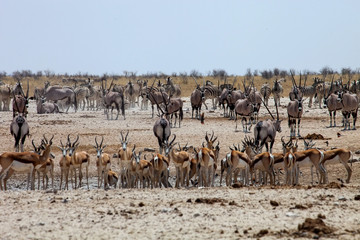enormous number of animals at the waterhole in the Etosha