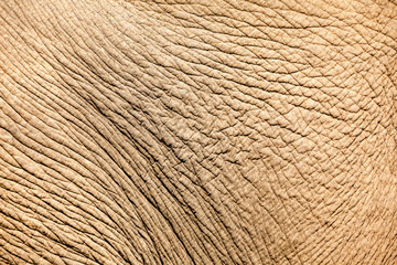 Skin elephant