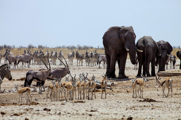 Obraz premium African elephants at Gemsbok, sprinbok and zebras at waterhole