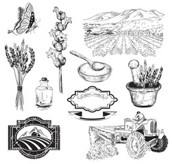 Obraz premium lavender flowers sketch