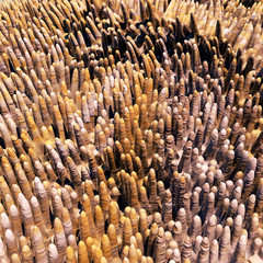 Obraz premium Darmzotten - 3d Render