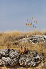 flowering aloe in the Etosha National Park, Namibia