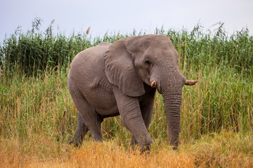 Fototapeta na wymiar big male African elephant