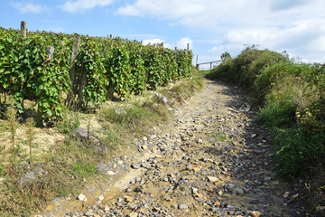 Rocky country road up to the winery