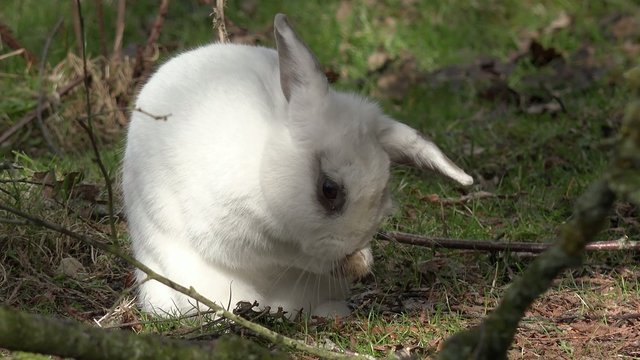 Kaninchen sitzt auf der Wiese und putzt die Ohren