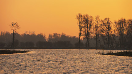 Trees along the shore of a lake at dawn