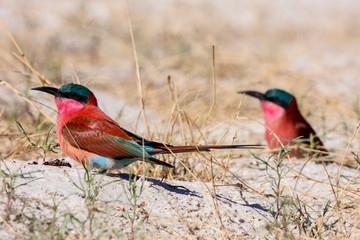 Southern Carmine Bee-eater, Merops nubicoides,
