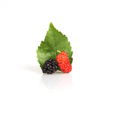 red Mulberry fruit