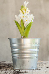 White hyacinth flower recently planted on a little pot