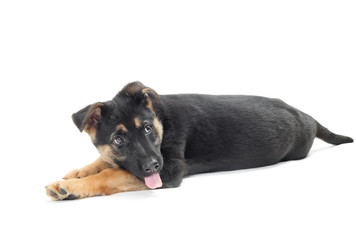 Funny German Shepherd puppy on a white background isolated