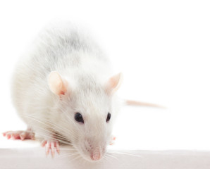 rat on a white background isolated